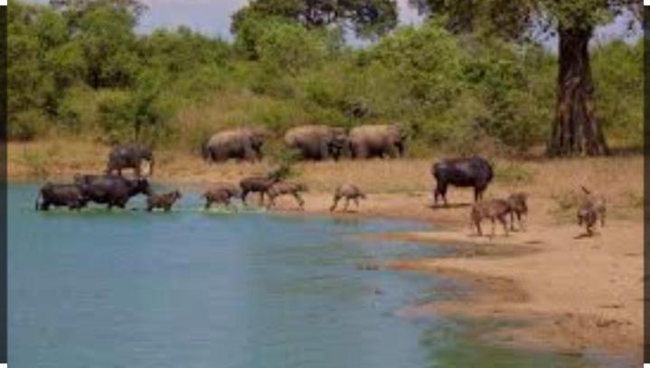 Hotel Wild Heaven Udawalawe Esterno foto